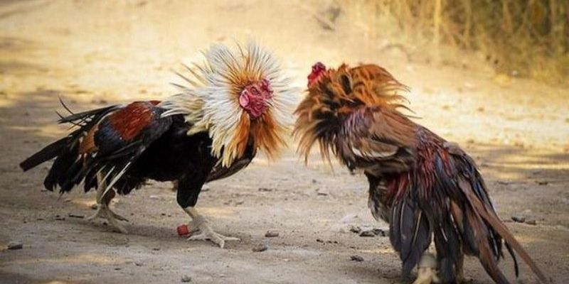 Chiến thuật đặt cược AOG đá gà từ các cao thủ